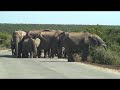 Elephant crossing the streets in Addo Elephant Park