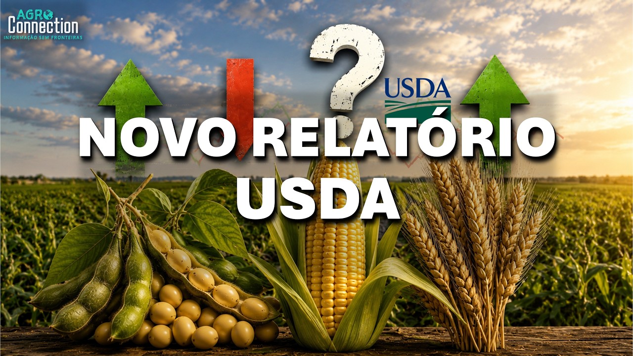 Safra Soja e Milho EUA 2026 - 10 de agosto - Relatório do USDA sugere queda na produção de milho