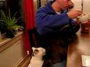 Dinnertime for Kitties (pt 2)