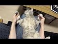 主観モフモフ - First Person Mofumofu -