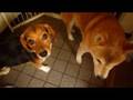 恋犬にじゃれつかれ噛まれて嬉しい爺ちゃん柴犬　shiba inu