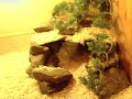 Screenshot From Youtube