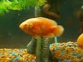 Meet Reagal and Meyer the oscar fish