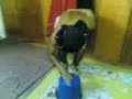 Lagu pOen berbulu.3gp