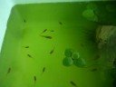楊貴妃ひかりめだか