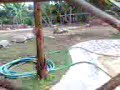 apareamiento de tortugas