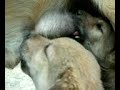 College dog, faaltu named  \