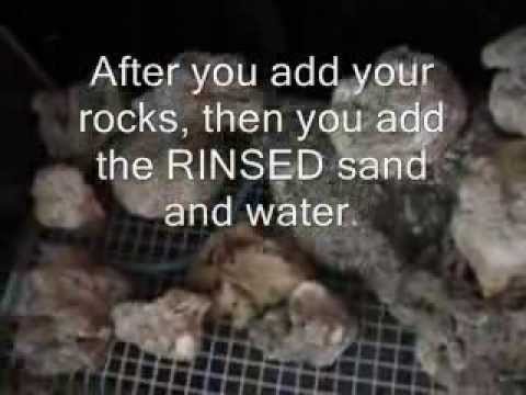 how to care for mbuna fry