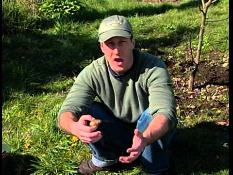 how to grow ozette potatoes