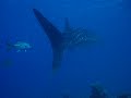 Whale Shark in Turks and Caicos