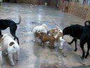 The dogs welcome a new pal...Wylie