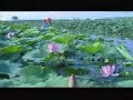 白洋淀风光