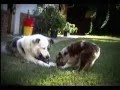 videos de Tor & Zoso