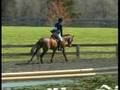 videos de Orpheus: hunter jumper horse for sale in Warrenton, VA