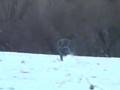 Powered Paragliding- Fan man on Skis!!