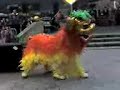 dragon lion