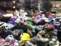 Marine Tank 3