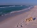 Molly and friends at the beach