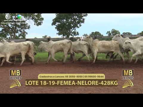 541� LEIL�O VIRTUAL MB LEIL�ES