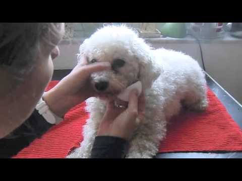 Tränenstein bei Hund entfernen. Augenpflege bei weißen Hunden