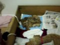 Hawaii Fido Service Dogs Ehu's medium labradoodles day of birth