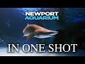 Cincinnati Zoo And Newport Aquarium Tickets