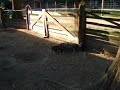 Pot bellied piglets