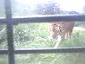 safari-in-the-philippines.html