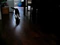 cat- stration