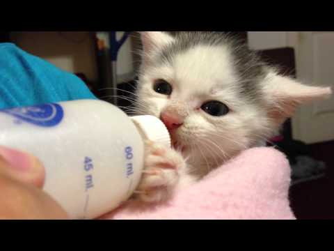 how to treat a 9 week old kitten for fleas