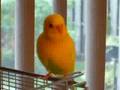 Talking Parakeet Tweety Bird 2