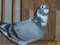 pigeons voyageur.rabat.youssef pigeons voyageur.rabat.youssef