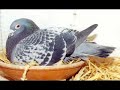 pigeons voyageur.rabat.youssef
