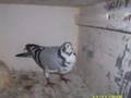 pigeons voyageur.rabat.youssef