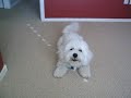 Here is my Bichon Reece doing the Bichon buzz.