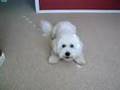Reece the Bichon Buzzer