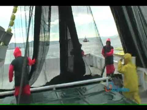 Pesca de Sardina.mp4