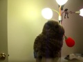 Uncle Teddy puppet Nah! Uncle Teddy puppet Nah!