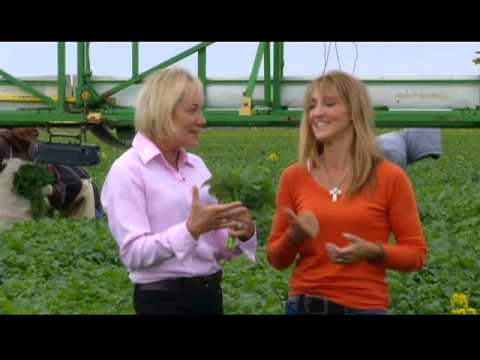 how to harvest broccoli raab