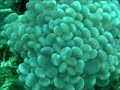 2000 Chuuk, Micronesia