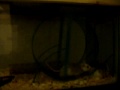 New african soft fur rats