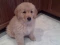 ti learns down and take it 9 weeks old