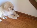 ti learns down and take it 9 weeks old
