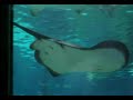 L�aq�arium in Barcelona