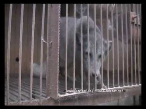 Youtube Video Fx6sQD-IUso