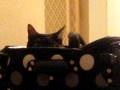 Turbo my cat creeping