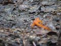 Red-spotted Newt - Juvenile (Red eft)