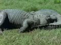 Animal Face-Off: Alligator vs. Black Bear Animal Face-Off: Alligator vs. Black Bear