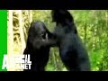 Animal-Face-Off-Alli