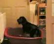 Bloodhound video